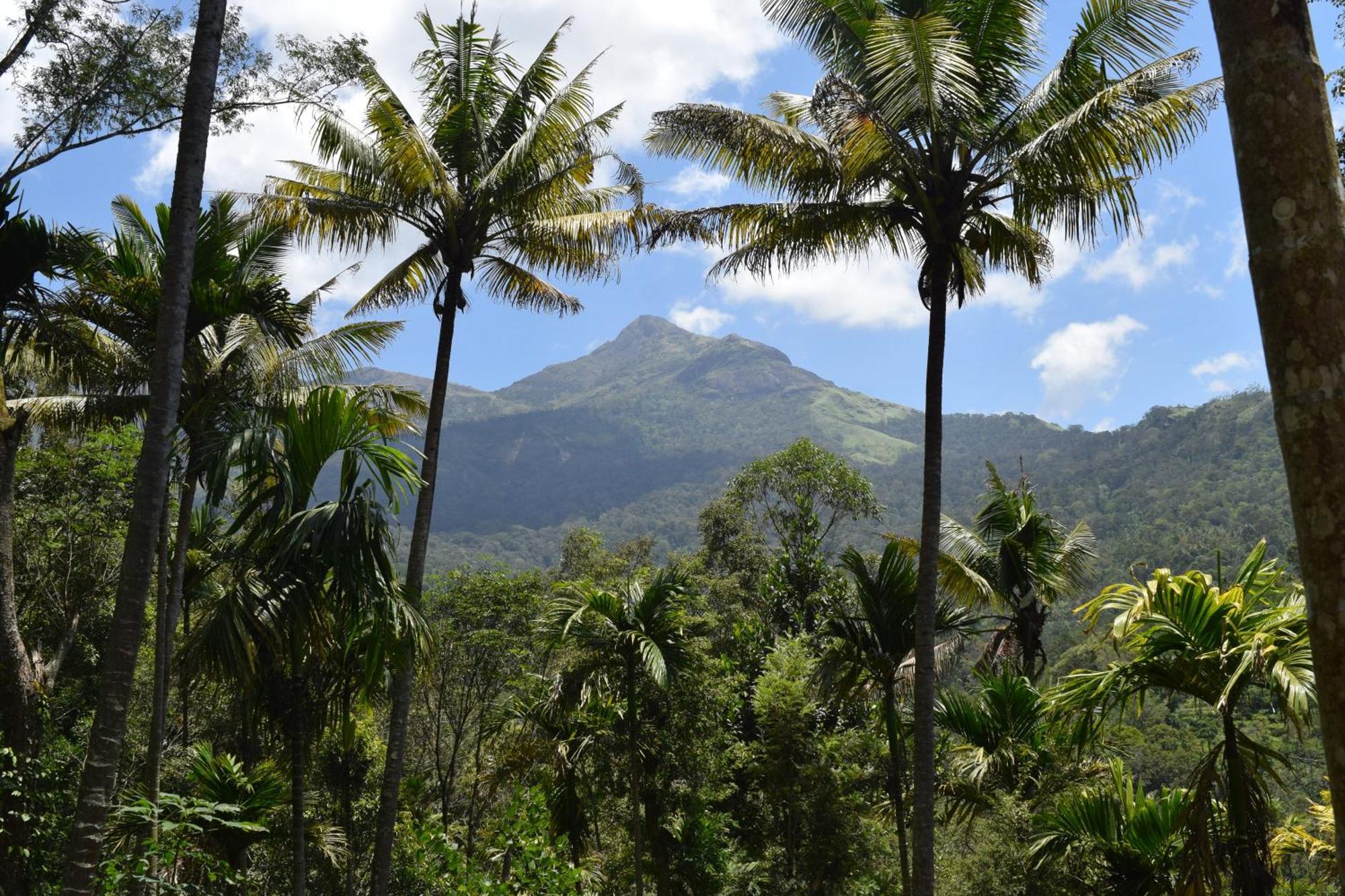 Pepper County Farm Stay Munnar Exterior foto